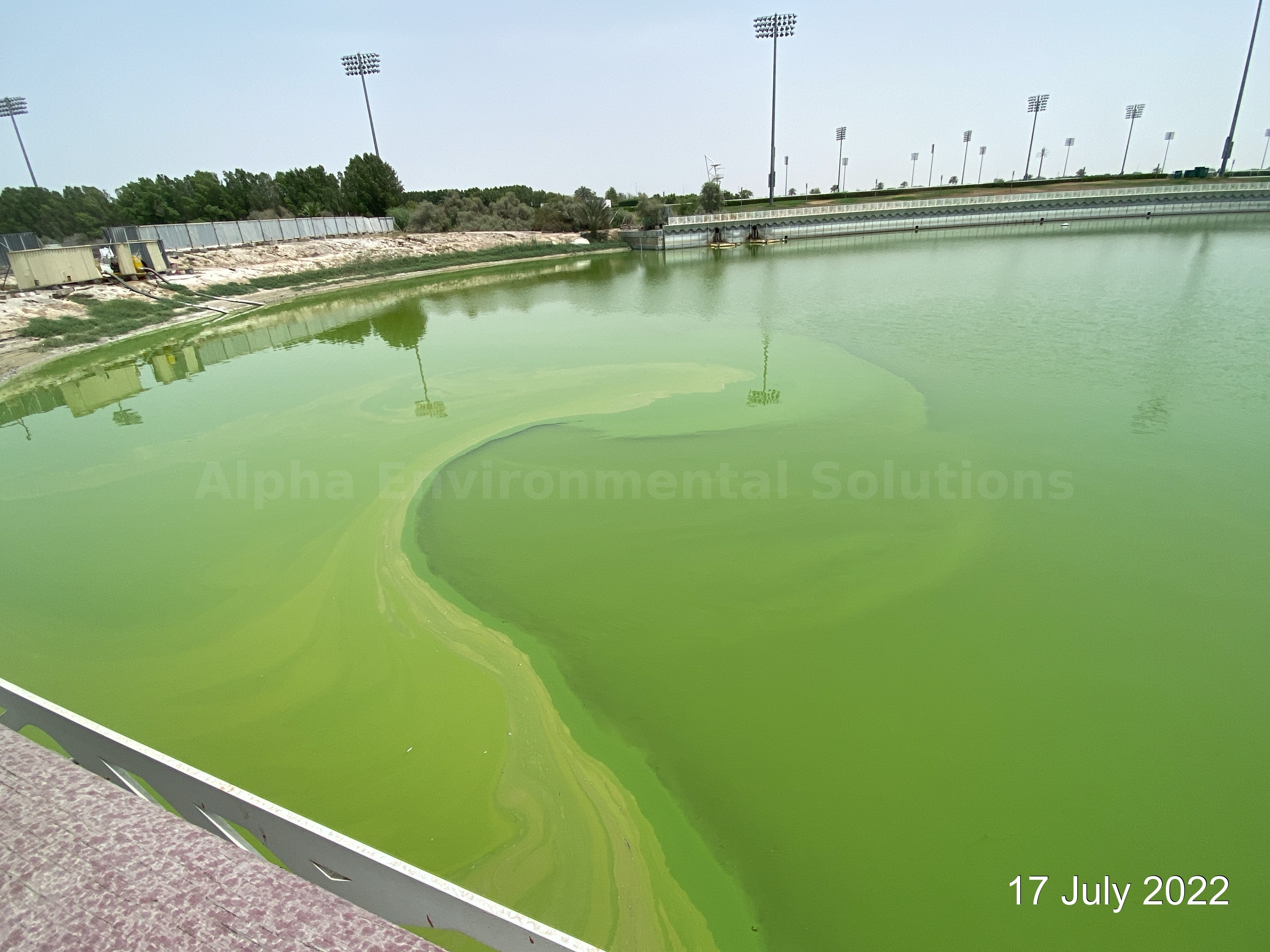 Blue-green algae (cyanobacteria) bloom on UAE lake surface