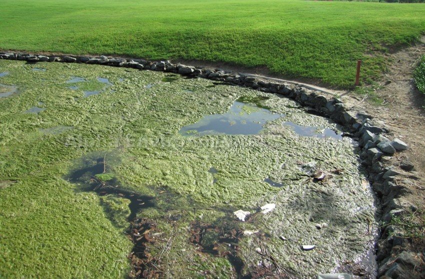 Filamentous string algae mat in UAE lake