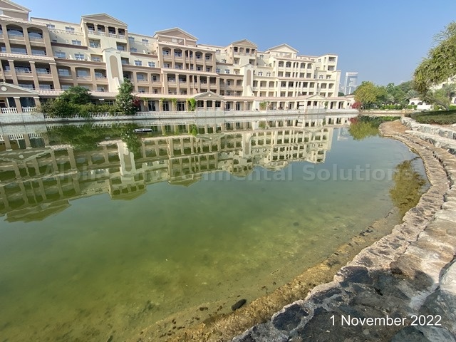 Planktonic green algae in UAE lake water sample