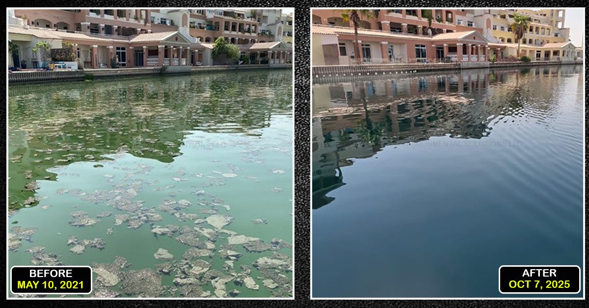 Community lake in Dubai before and after lake management by Alpha Environmental Solutions, showing surface algae scum cleared and water clarity restored
