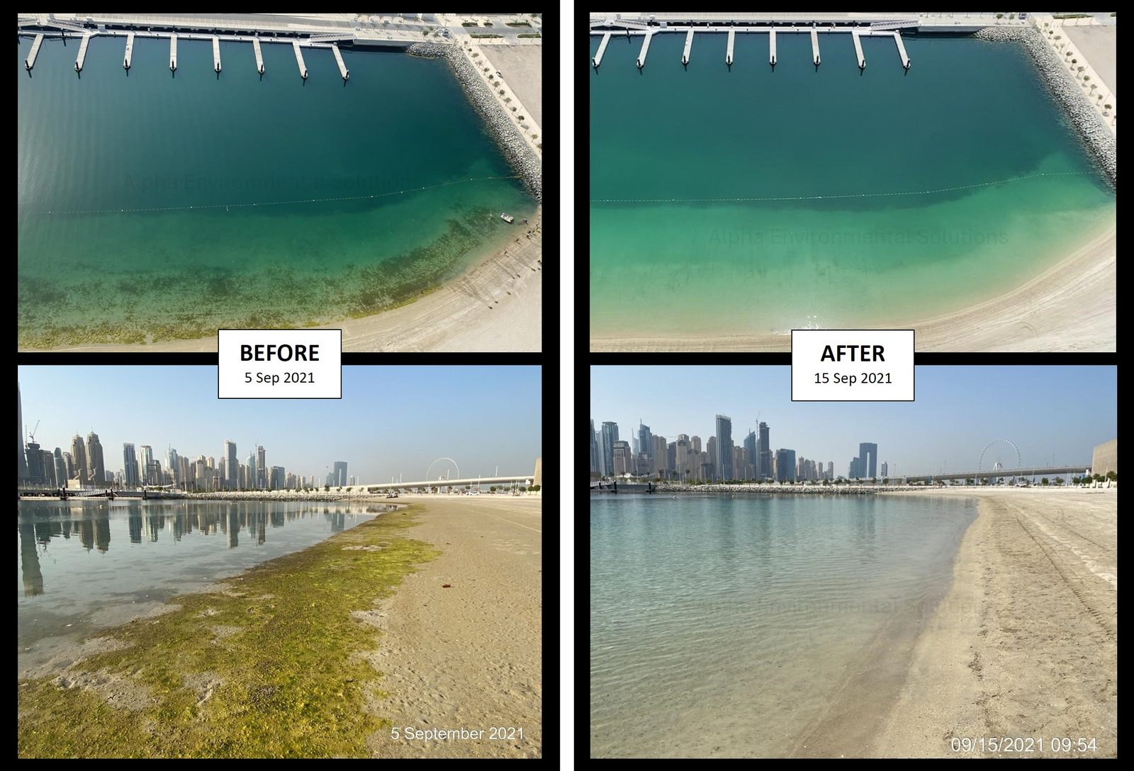 Beachfront swim zone in Dubai before and after marine algae cleaning by Alpha Environmental Solutions, showing filamentous algae removed from the beach and seabed